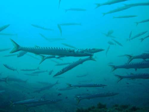 Photo 33. Les barracudas apparaissent à Marseille par eaux chaudes stabilisées, fin de l'été et automne. © J. Collina-Girard