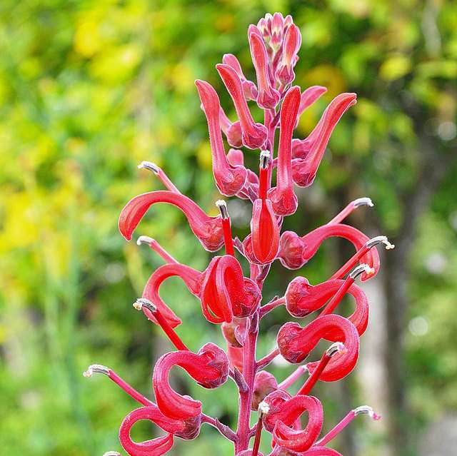 Lobelia tupa est une plante originaire du Chili qui fleurit en été. © Lotus Johnson, Flickr, CC by nc 2.0