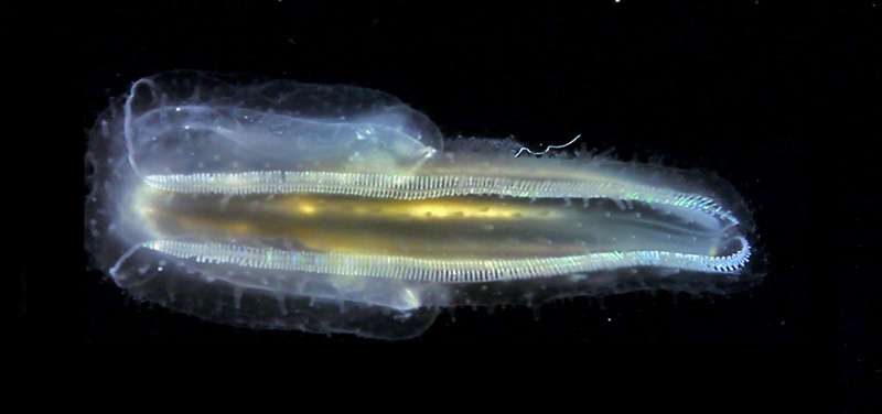 Le cténophore Leucothea Le cténophore Leucothea