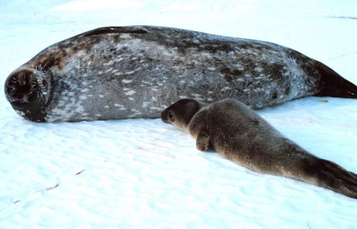 Jeune phoque et sa mère. © John Bortniak, NOAA, domaine public