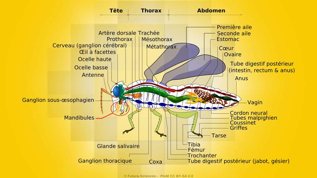 Les insectes, des animaux à trois segments Les insectes, des animaux à trois segments