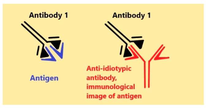 La différence entre un anticorps et un anticorps anti-idiotype. © tiré de Aliya K. Stanova et al. antibodies 2020