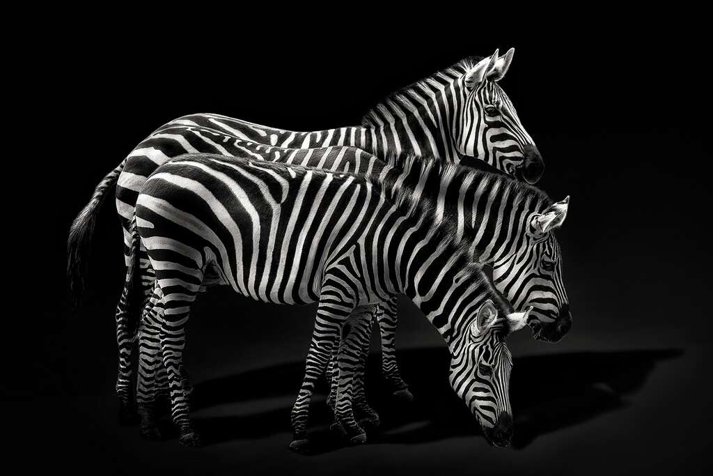 Le zèbre, un cheval sauvage Le zèbre, un cheval sauvage