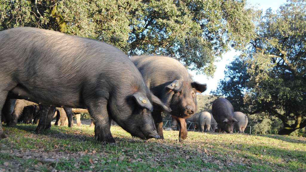 Le porc ibérique Le porc ibérique