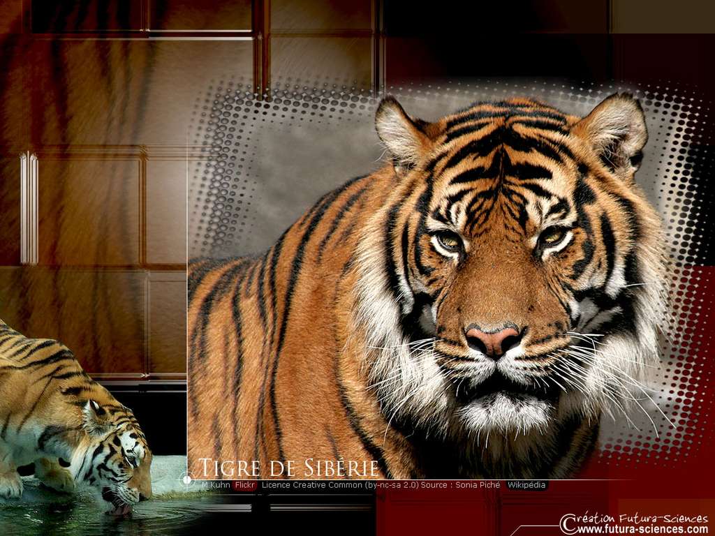 Tigre de Sibérie Tigre de Sibérie