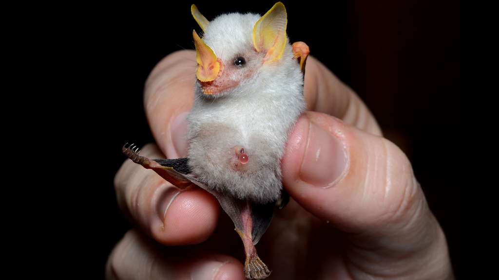 Une minuscule chauve-souris blanche Une minuscule chauve-souris blanche