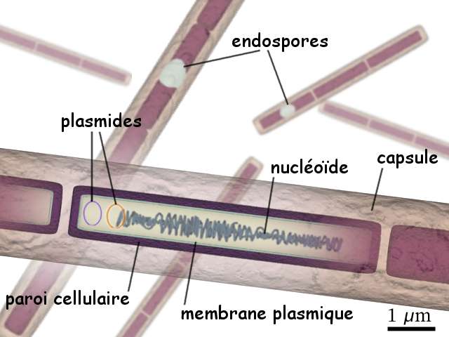 Structure du Bacillus anthracis. L’anthrax qu’elle provoque affecte jusqu’à 200.000 personnes par an dans le monde. © GNU 1.2, cc by sa 3.0