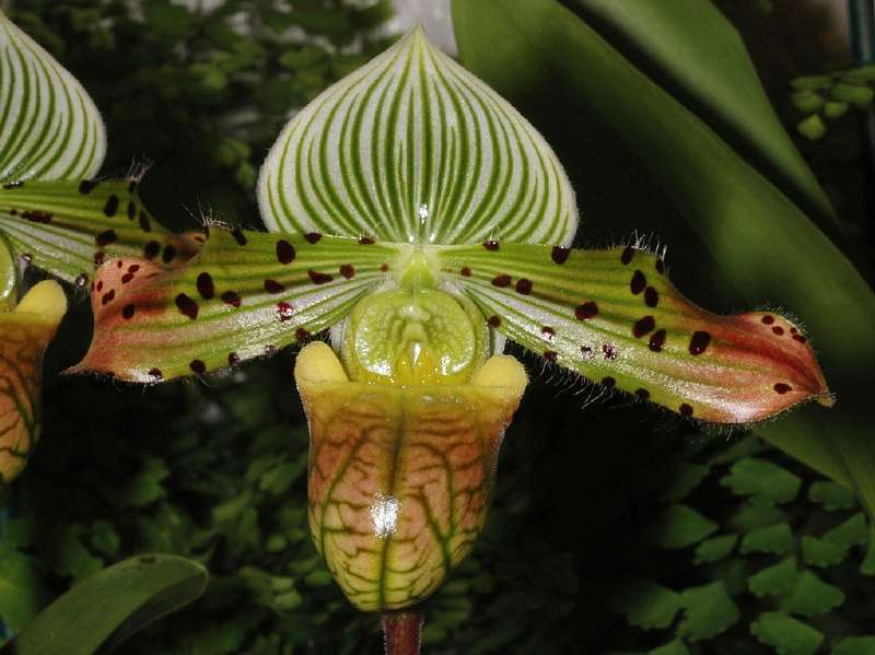 Paphiopedilum venustum, orchidée d'Himalaya