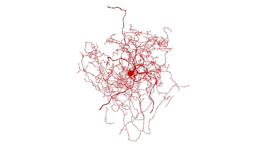 Reconstruction du nouveau type de neurone identifié, avec une forme évoquant un bourgeon. © Boldog, et al.; Nature Neuroscience 2018.