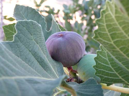 La figue, fruit du figuier. © Ahmad Gharbeia, Flickr CC by nc-sa 2.0