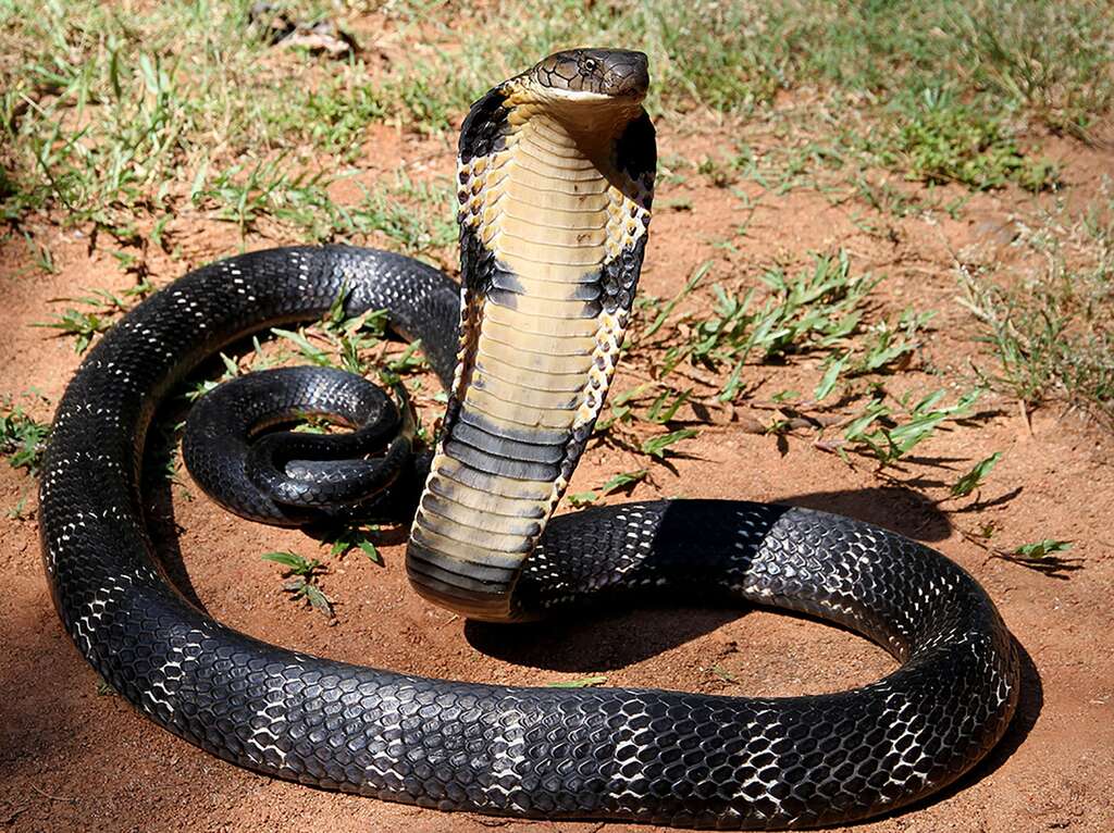 Le cobra royal, plus grand serpent venimeux au monde ! Le cobra royal, plus grand serpent venimeux au monde !