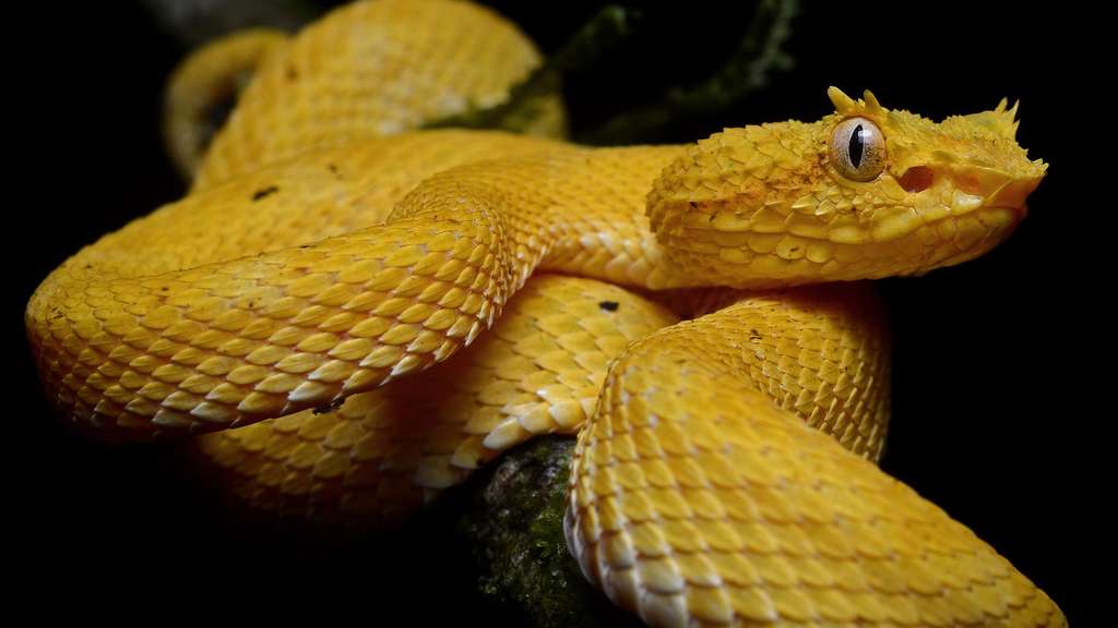 La vipère de Schlegel, un serpent venimeux du Costa Rica La vipère de Schlegel, un serpent venimeux du Costa Rica