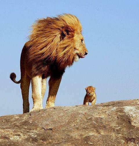 Le roi lion !
