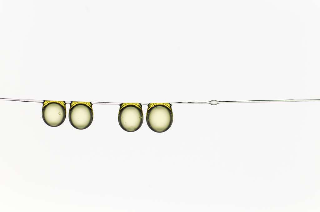 Microphotographie intitulée Olive oil drop family montrant des gouttelettes d'huile d'olive suspendues à un fil. © Hervé Elletro, université Pierre-et-Marie-Curie