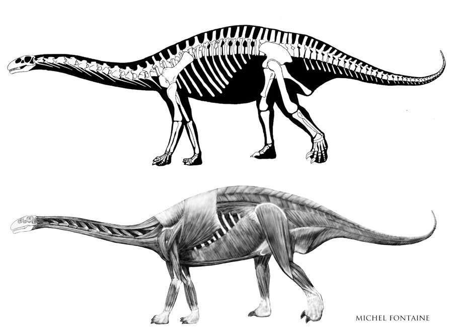 Sauropode : Tazoudasaurus naïmi
