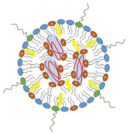 L’ARN messager est encapsulé dans une nanoparticule lipidique pour prévenir sa dégradation et favoriser sa pénétration dans la cellule. © Maria L. Guevara et al, Front. Chem, 2020