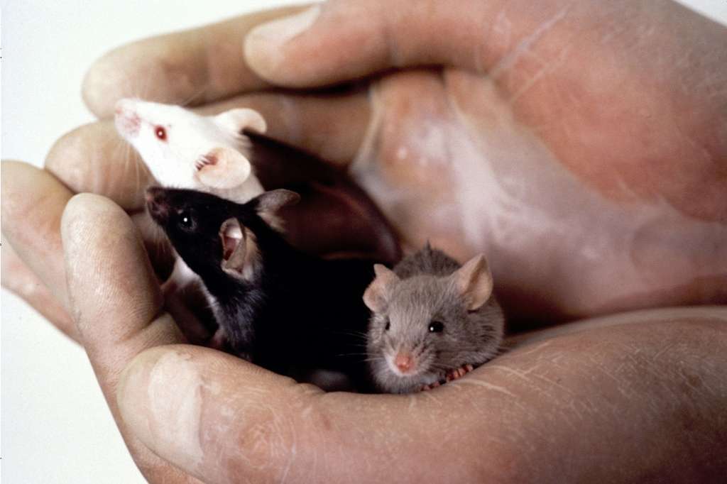 Le désir sexuel est régulé par de nombreux signaux sensitifs. Chez la souris, la phéromone ESP22 contribue à l'annihiler. © National Cancer Institute, Wikimedia Commons, DP
