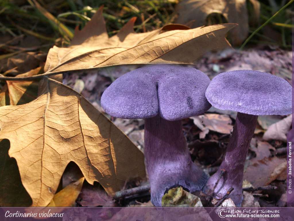 Cortinaire violet Cortinaire violet