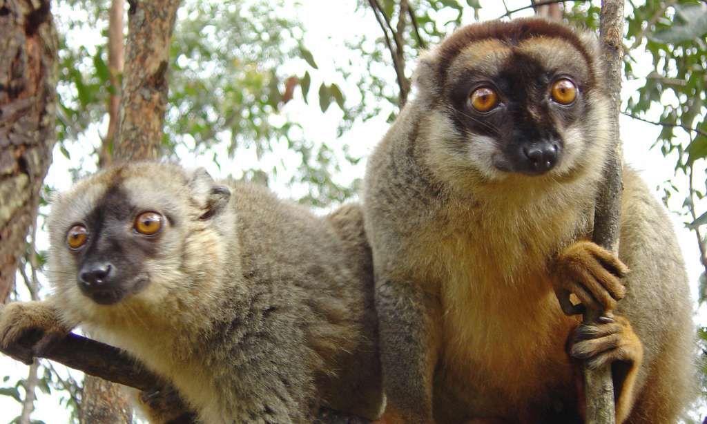 Lémurs bruns, Madagascar Lémurs bruns, Madagascar