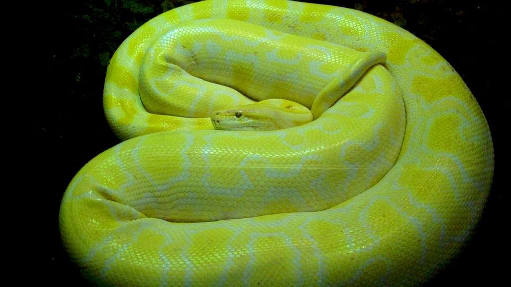 Le python birman et ses étreintes mortelles Le python birman et ses étreintes mortelles