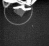Ruptures multiples de Spaghettis relâchés © Laboratoire de Modélisation en Mécanique et Laboratoire de Physique et Mécanique des Milieux Hétérogènes - CNRS Ruptures multiples de Spaghettis relâchés © Laboratoire de Modélisation en Mécanique et Laboratoire de Physique et Mécanique des Milieux Hétérogènes - CNRS