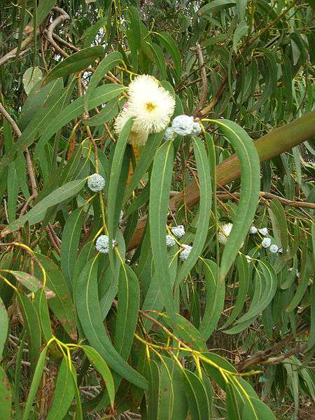 Eucalyptus bleu. © Forest & Kim Starr licence Creative Commons Paternité 3.0 Unported