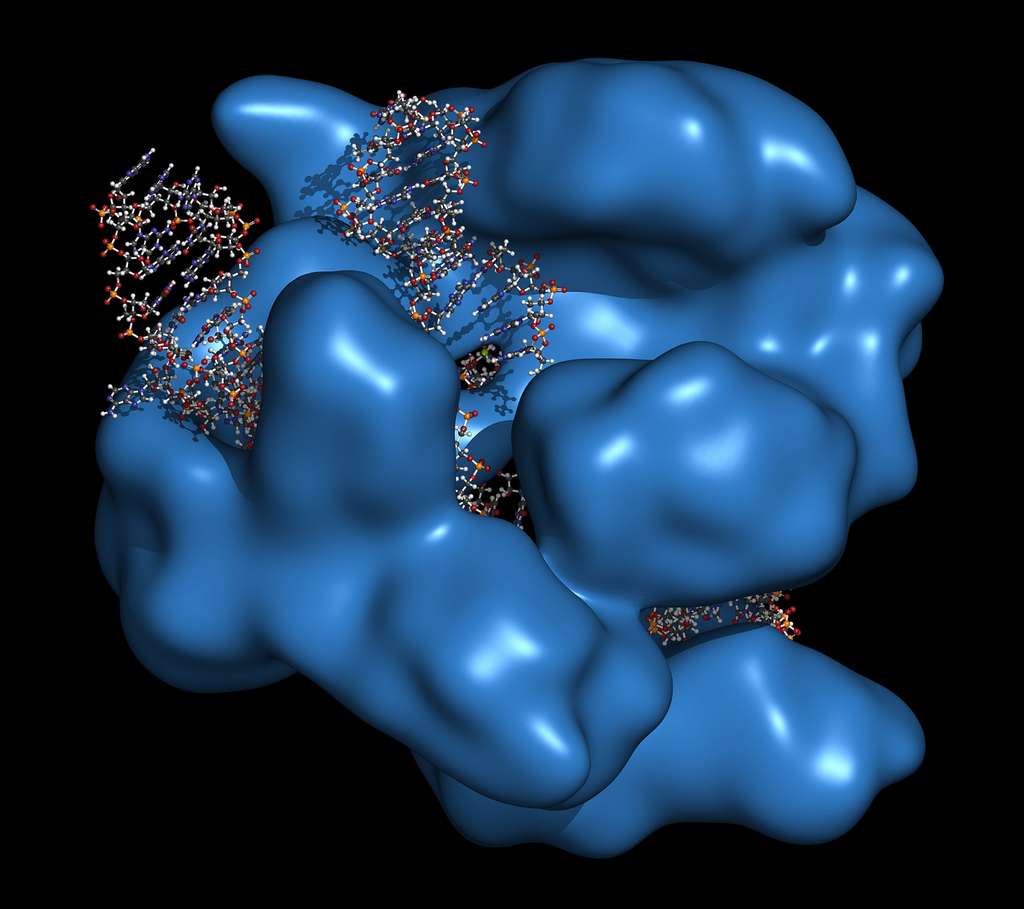 Cas9 est une enzyme d’origine bactérienne qui peut couper l’ADN en des points précis. Le système CRISPR-Cas9 permet de modifier facilement le génome. © molekuul.be, Shutterstock