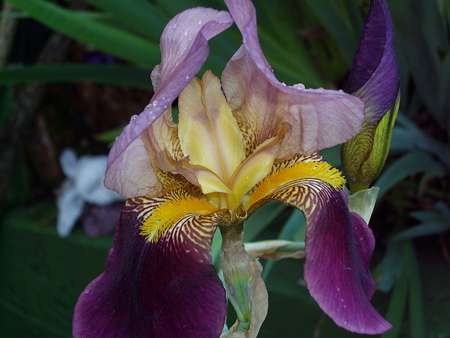 L'iris, une plante pour massifs et fleurs à couper. © Bern Bartsch, Creative Commons Attribution-Share Alike 3.0 Unported