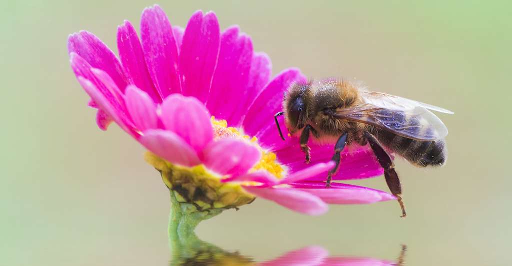 Vie Des Abeilles Dossier