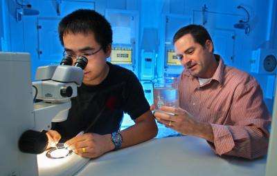 Les chercheurs Chao Liu et Jason Pitts de l'université de Vanderbilt sont en train d'étudier le comportement des moustiques face à différentes odeurs. © John Russel