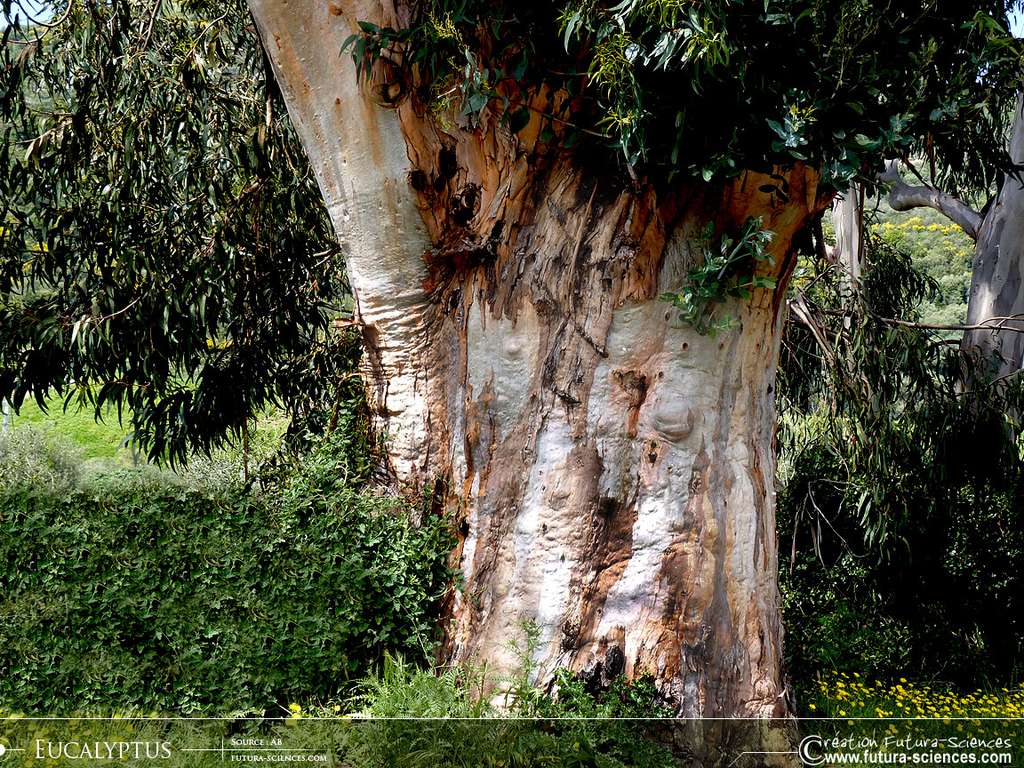 Eucalyptus Corse Eucalyptus Corse