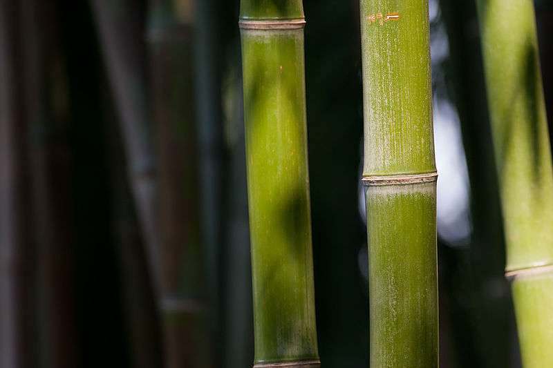 Le bambou se retrouve sur tous les continents. Utilisé par l'Homme pour sa solidité, il ne résiste pas au système digestif du panda. © fir002, Wikipédia, cc y nc 3.0