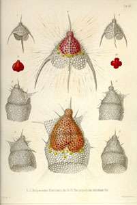 Illustration de radiolaires décrits par Haeckel. Planche VIII extraite de Haeckel 1862. Illustration de radiolaires décrits par Haeckel. Planche VIII extraite de Haeckel 1862.