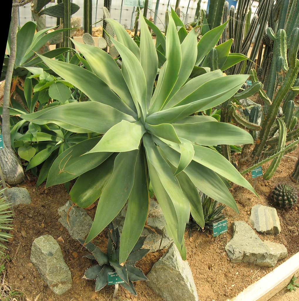 Cactées Cactées