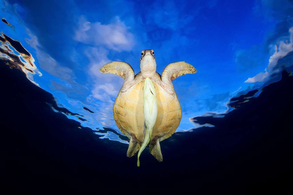 Tortue verte à la recherche d'un herbier marin sur un récif de Mayotte Tortue verte à la recherche d'un herbier marin sur un récif de Mayotte
