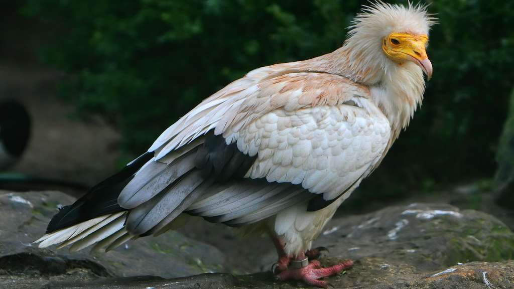 Vautour En 5 Lettres