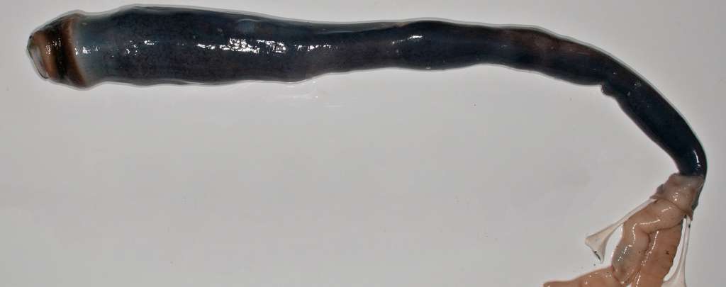 Sorti de son tube, Kuphus polythalamia, long de 1,5 m, montre une anatomie curieuse. La bouche est à gauche mais sans doute non fonctionnelle car elle se trouve à l’extrémité du tube profondément enfouie dans le sédiment. La partie supérieure, avec les branchies, est à droite sur l’image. © Université de Utah-Health