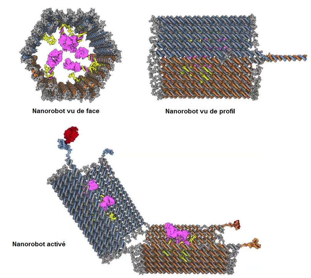 Le nanorobot se compose de deux demi-tonneaux imbriqués l'un dans l'autre avec au milieu, le médicament (en rose). Lorsque la partie proéminente, les anticorps, se lie à des protéines, la structure s'ouvre et le principe actif est délivré directement à sa cible. © Wyss Institute, Viméo