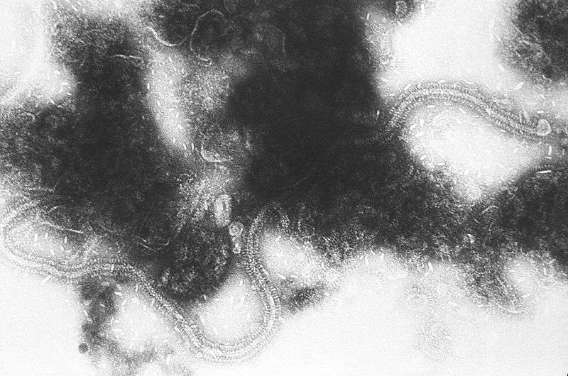 Le virus respiratoire syncytial (VRS) est un agent responsable de la bronchiolite du nourrisson. © CDC, Wikimedia Commons, DP