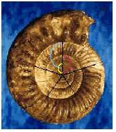 Ce fossile présente une suite géométrique de Fibonacci. © DR Ce fossile présente une suite géométrique de Fibonacci. © DR