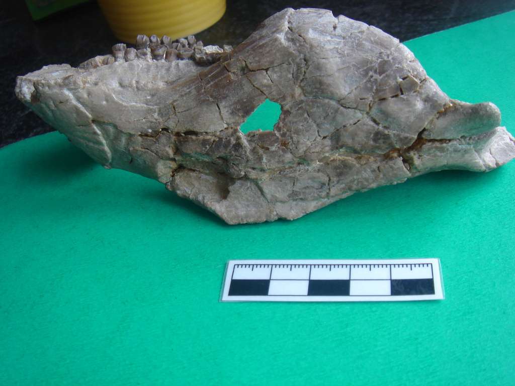 Mandibule du dinosaure psittacosaure Hongshanosaurus, dont les dents ont été échantillonnées, provenant de la faune de Jehol du Crétacé inférieur de la province du Liaoning (Chine). © Romain Amiot
