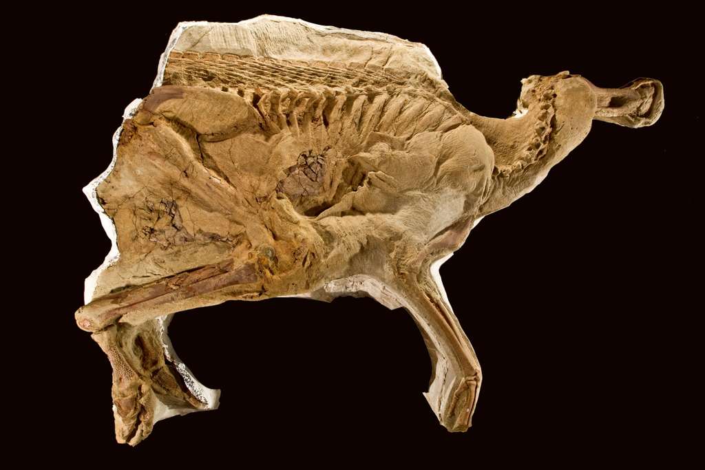 Les restes fossilisés de Leonardo, le Brachylophosaur canadensis momifié. © The Children's Museum of Indianapolis, Wikipédia, cc by sa 3.0