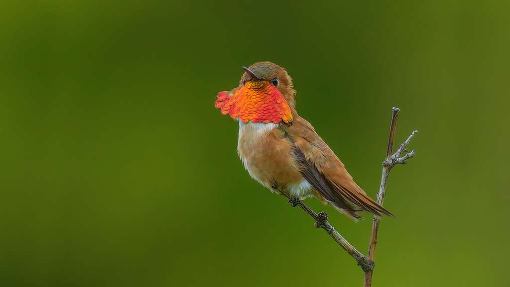 Colibri roux Colibri roux