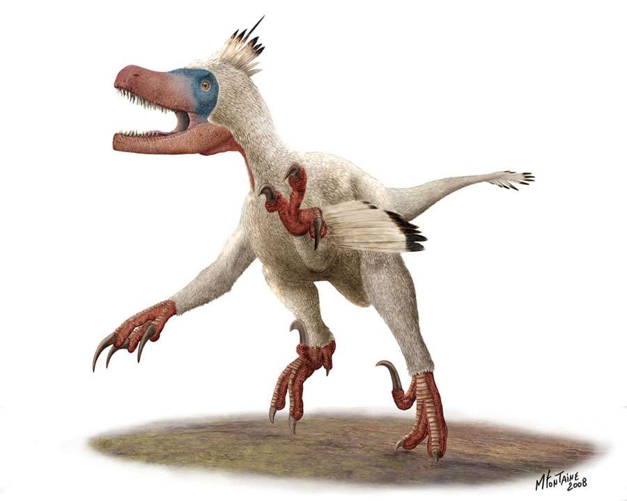 Variraptor en couleurs Variraptor en couleurs