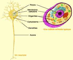 Structure d'un neurone, comparée à celle d'une cellule animale type. © http://lecerveau.mcgill.ca/