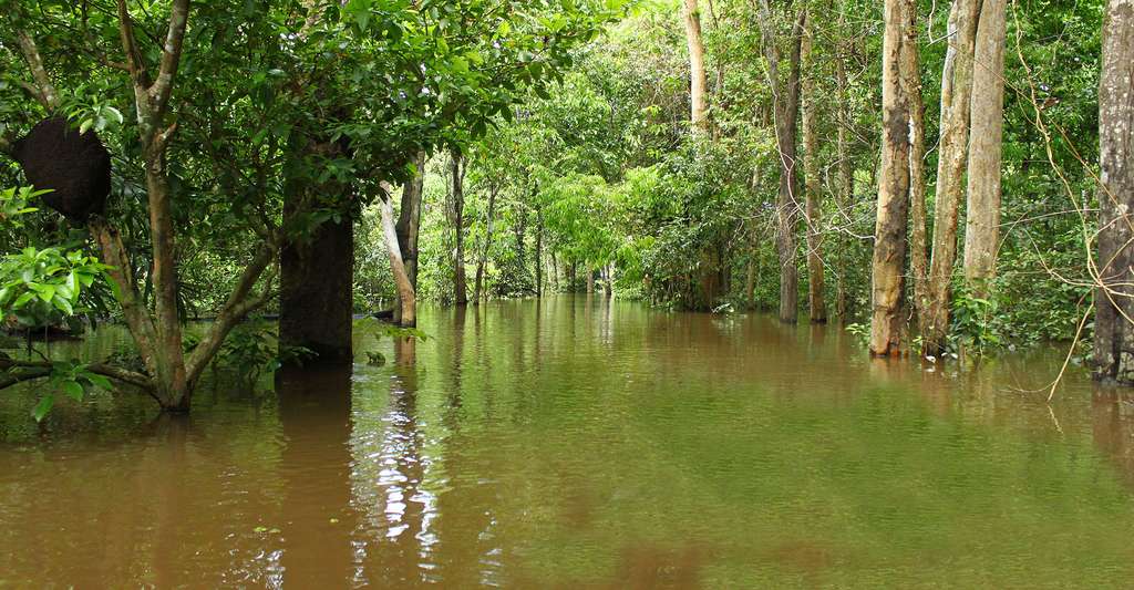 Parc National de Jaú - Amazonie. © Artur Warchavchik, Wikimedia commons, CC by-sa 3.0