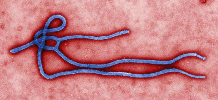 Le virus Ébola appartient à la famille des filovirus, comme son terrible cousin, le virus Marburg. Ces deux virus à ARN simple comptent parmi les pathogènes les plus dangereux qui existent pour l’Homme. © Cynthia Goldsmith, CDC, DP