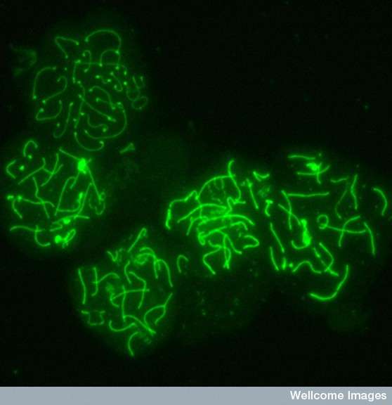 ADN de cellules de souris en méiose. La méiose permet une recombinaison des chromosomes lors de la fabrication des gamètes, et modifie donc l'organisation des allèles. © MRC NIMR, Wellcome Images