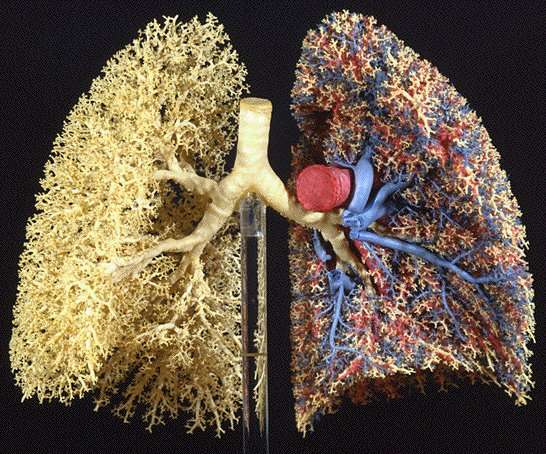 Le réseau pulmonaire, une organisation fractale Le réseau pulmonaire, une organisation fractale