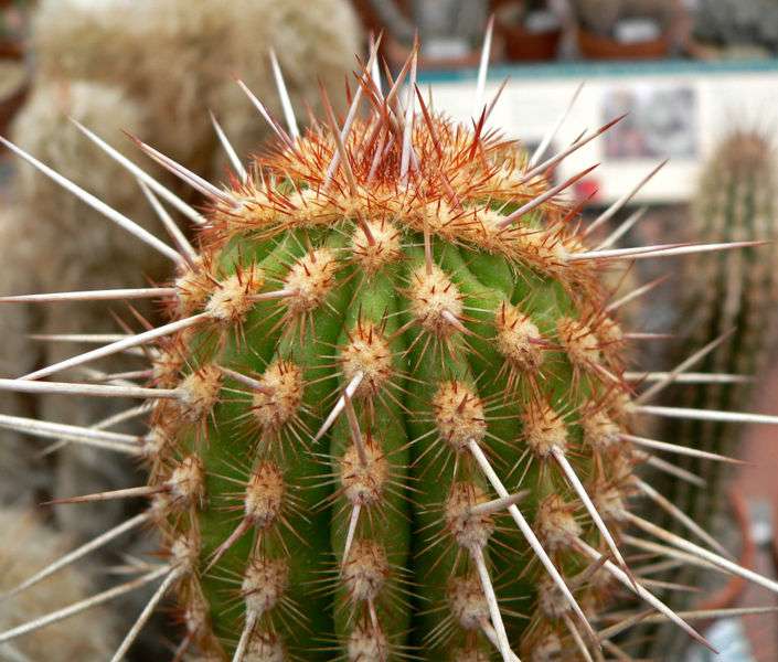 Espostoa mirabilis Espostoa mirabilis